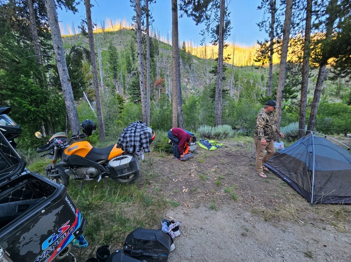 Camp at dusk among lodgepole pines, bikes parked and tents up